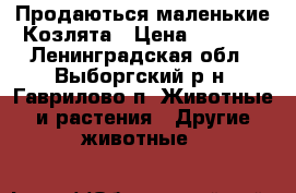 Продаються маленькие Козлята › Цена ­ 5 000 - Ленинградская обл., Выборгский р-н, Гаврилово п. Животные и растения » Другие животные   